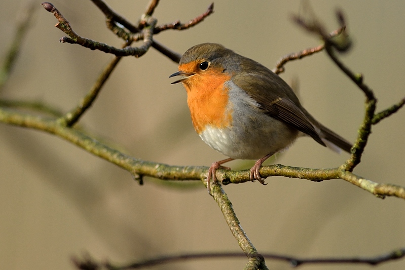 Roodborst